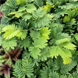 Mimosa Pudica